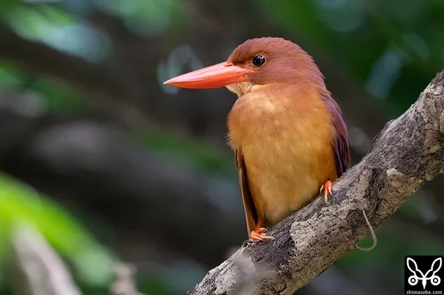公園のアカショウビン。メス個体。