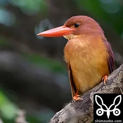 リュウキュウアカショウビン