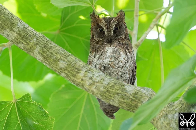 リュウキュウコノハズクは、数カ所で繁殖に入りました。早いところではヒナがかえっています。昨年も繁殖が早かったペアで個体によって早い遅いがあるのでしょうか。