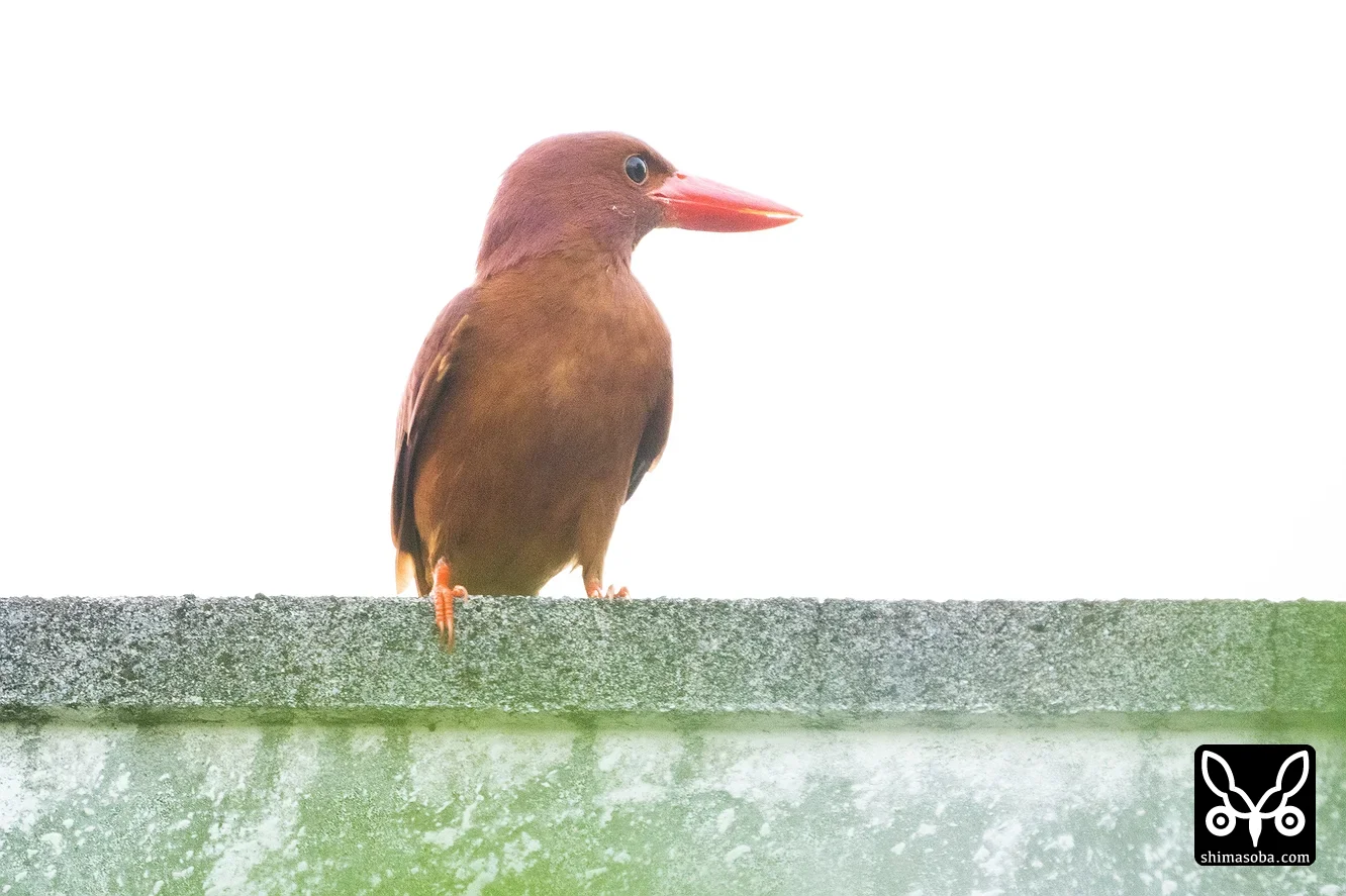 リュウキュウアカショウビン
