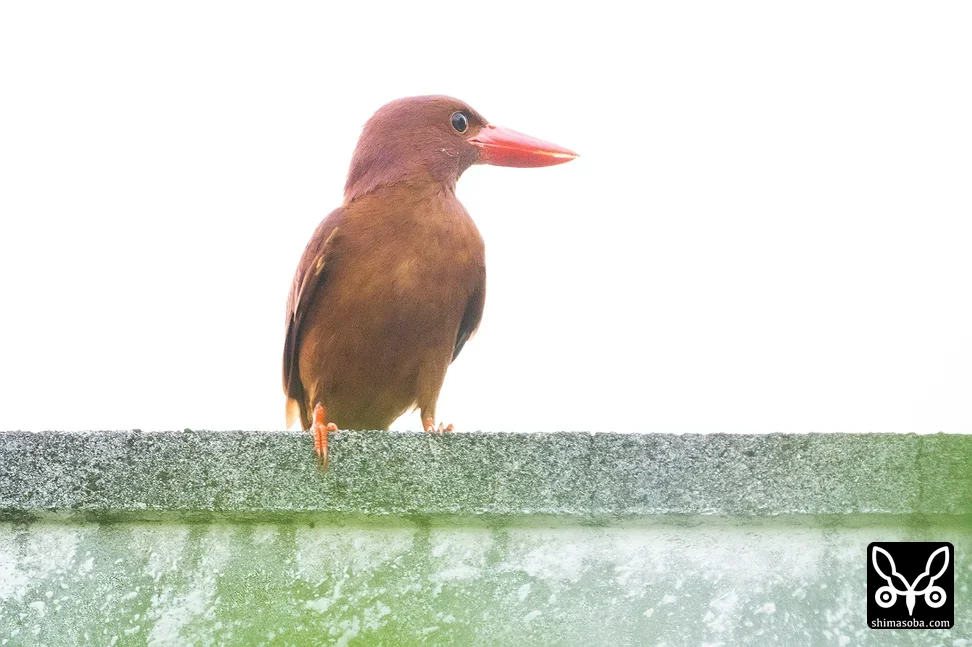 リュウキュウアカショウビン
