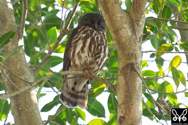 アオバズクも抱卵に入っているようです。こちらのペアの数年連続で繁殖を成功させています。