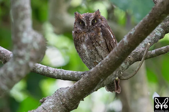 こちらのリュウキュウコノハズクとの付き合いも長くなってきました。