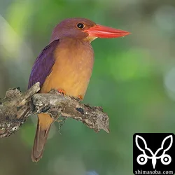 リュウキュウアカショウビン