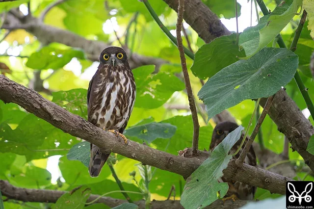 アオバズクのオス(左)と奥にメス。ここのペアは営巣木が切られたりとかで毎年、巣が違う場所。