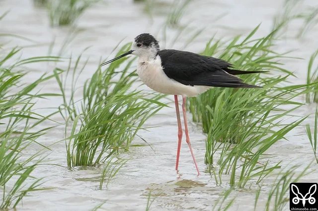 セイタカシギのオス成鳥夏羽。この個体は左足の付け根あたりに骨折痕がありますね。