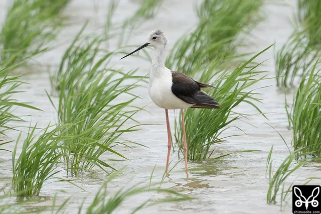 セイタカシギのメス成鳥夏羽。