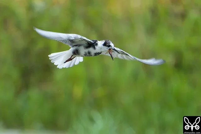 ハジロクロハラアジサシは台風の余波が残る強風の中、田んぼの上を飛び回りながらトンボを捕まえていました。