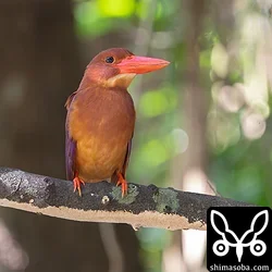 リュウキュウアカショウビン