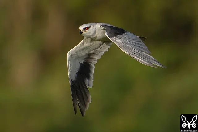 夕陽を浴びながら飛ぶカタグロトビの成鳥。