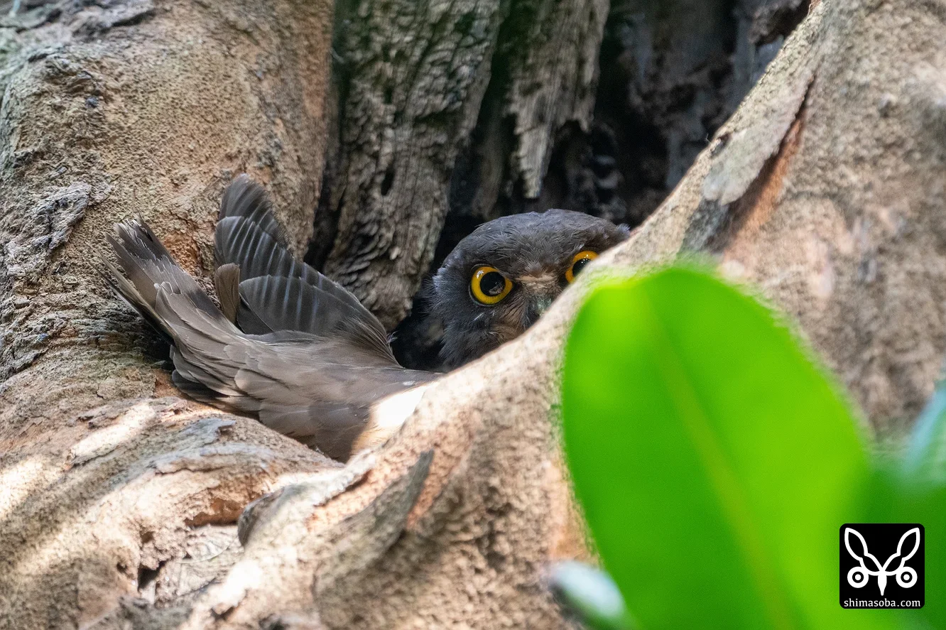 リュウキュウアオバズク