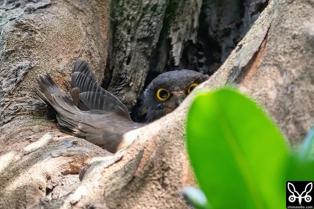 何年か前から毎年、繁殖しているアオバズク。巣が浅いようで毎回、こんな感じで抱卵しています。