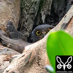 リュウキュウアオバズク
