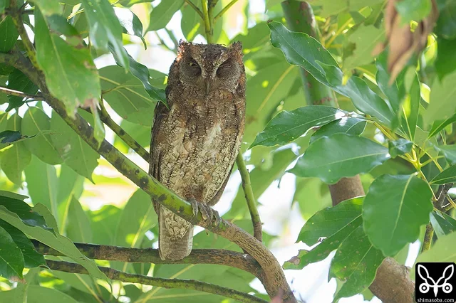 巣を見張るリュウキュウコノハズクのオス。