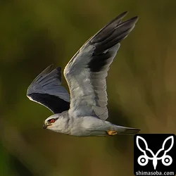 カタグロトビ