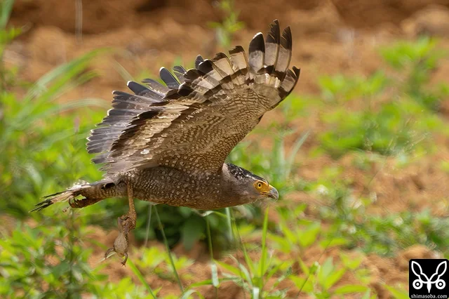 カラスが鬱陶しいので、茂みに持ち込んでから食っていました。