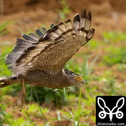 カラスが鬱陶しいので、茂みに持ち込んでから食っていました。