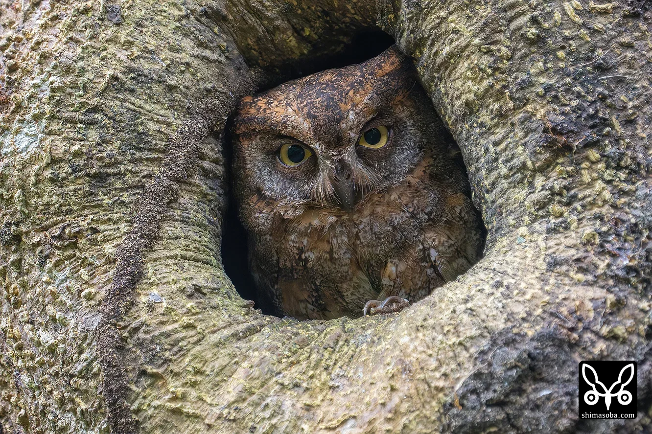 リュウキュウコノハズク