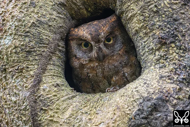 巣穴からリュウキュウコノハズクが顔を覗かせていました。一昨年、撮影しているメスと同個体と思われます。
