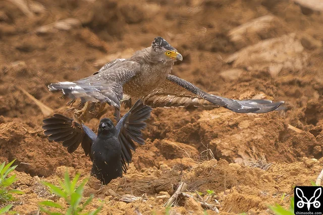 サトウキビの夏植えの準備で天地返ししている圃場でオオヒキガエルを捕まえたカンムリワシ。