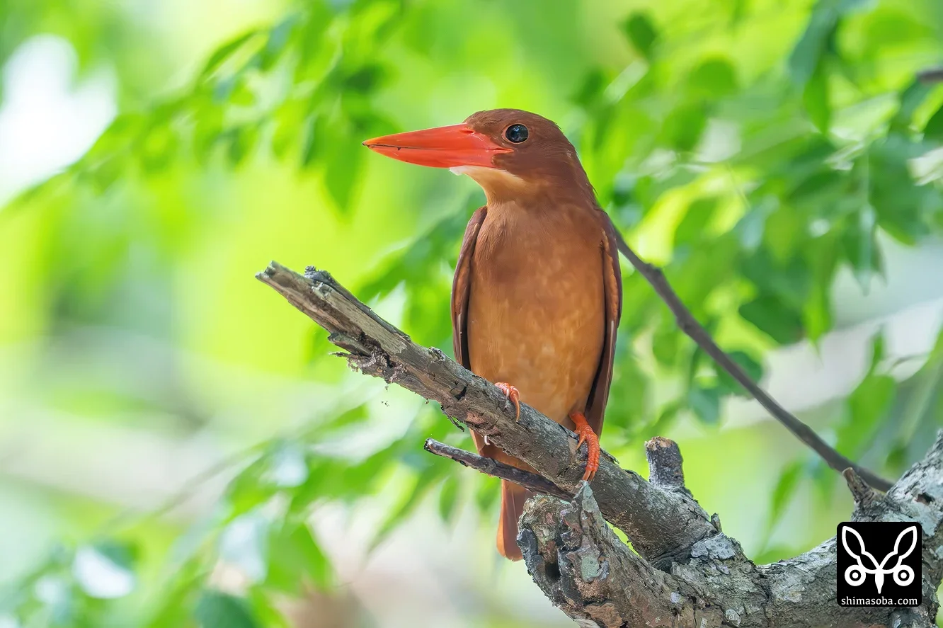 リュウキュウアカショウビン