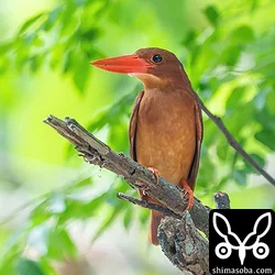 リュウキュウアカショウビン