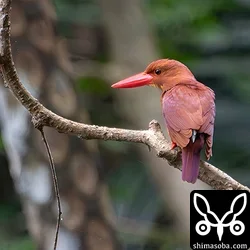 リュウキュウアカショウビン