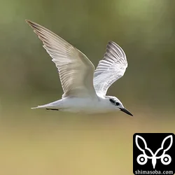 クロハラアジサシ