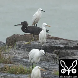 奥からコサギ、クロサギ黒色型、カラシラサギ、コサギ、クロサギ白色型が並ぶという奇跡の一枚が撮れました。^^