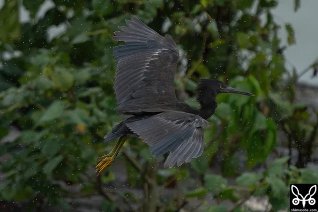 クロサギ幼鳥。