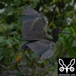 クロサギ幼鳥。