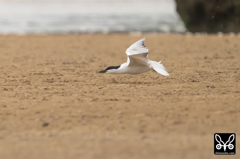 ハシブトアジサシ