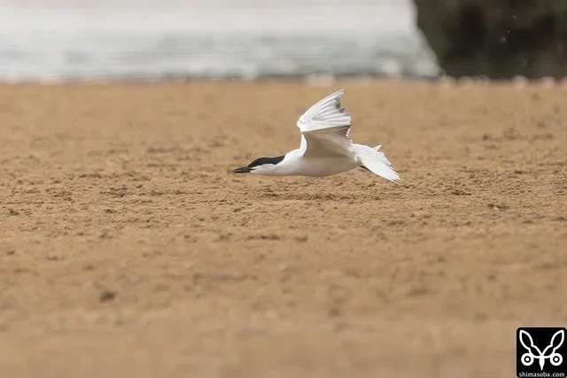 カニ専門のハシブトアジサシは狙いを定めると超低空飛行でカニに忍び寄ります。
