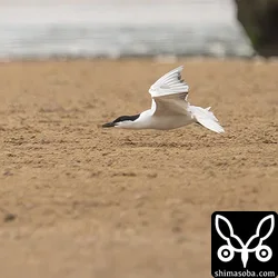カニ専門のハシブトアジサシは狙いを定めると超低空飛行でカニに忍び寄ります。