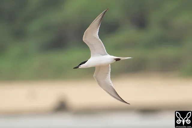 目の前で飛び交うハシブトアジサシ。3羽が夏羽で1羽は冬羽でした。