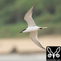 目の前で飛び交うハシブトアジサシ。3羽が夏羽で1羽は冬羽でした。