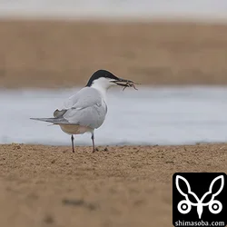 ハシブトアジサシ