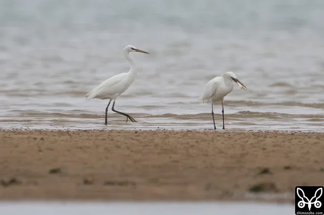 カラシラサギは2羽に増量。ボラの幼魚を捕まえていました。