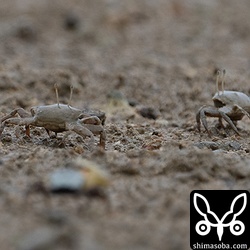 石垣島で多産するヤマトオサガニ。ハシブトアジサシのほかにのチュウシャクシギやキアシシギなどが利用しています。