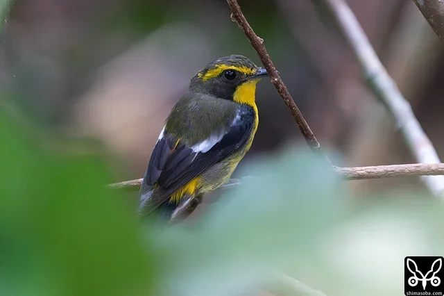 リュウキュウキビタキ成鳥オス。
