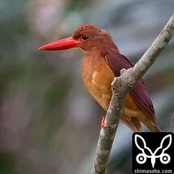 リュウキュウアカショウビン