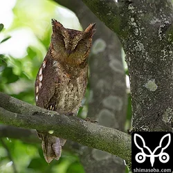 リュウキュウコノハズク