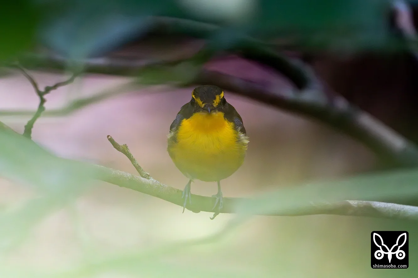 リュウキュウキビタキ