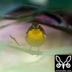 リュウキュウキビタキ