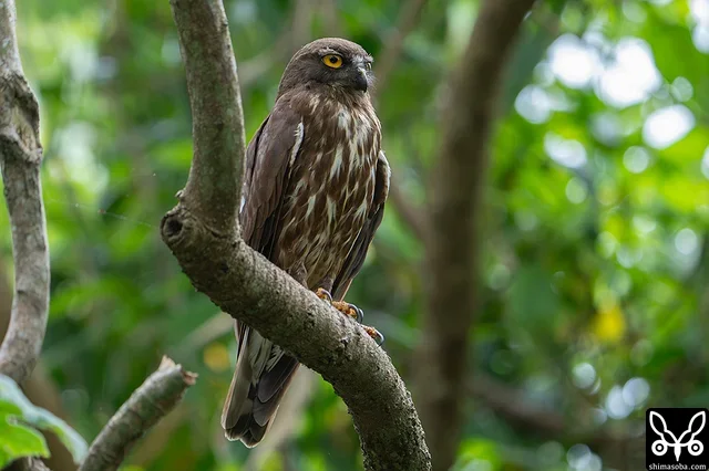 巣を見張るアオバズクのオス。人通りの多い場所ですが、人間には反応なし。