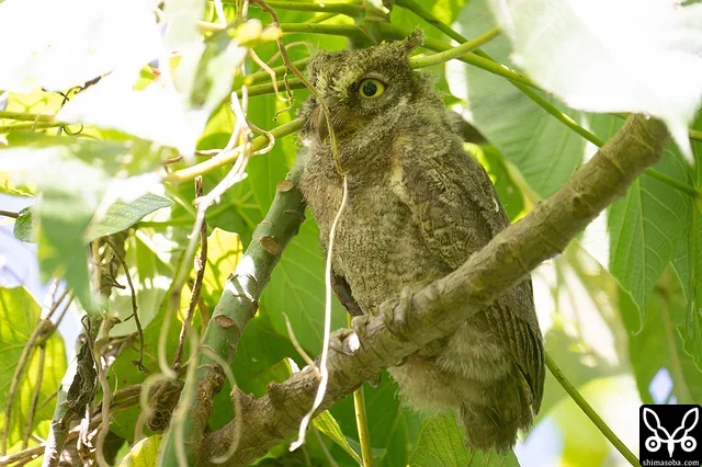 上の家族とは別ポイントのリュウキュウコノハズクも巣立ち。一番子は、6月27日の夜に出たようです。
