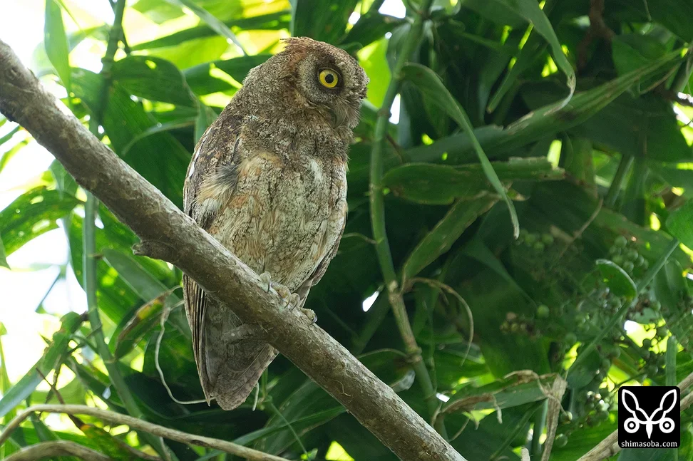 リュウキュウコノハズク