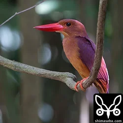 リュウキュウアカショウビン
