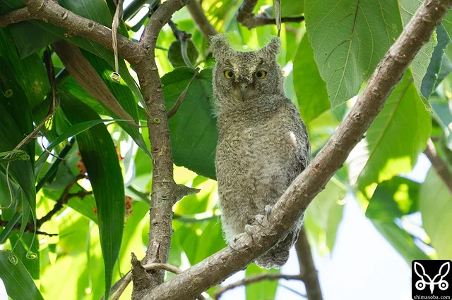 6月24日の夜に巣立ったリュウキュウコノハズクのヒナ。巣立ち3日目。