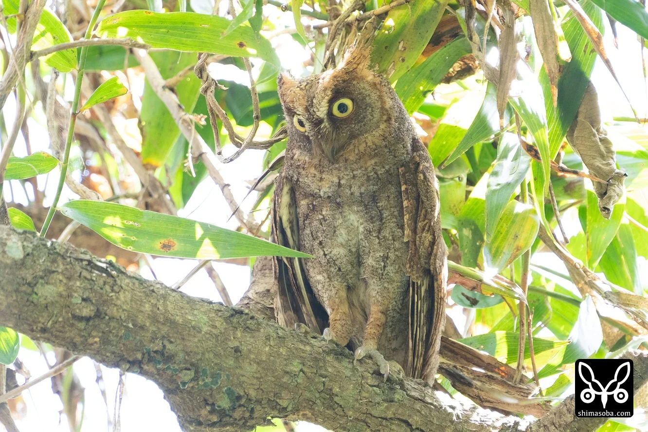 リュウキュウコノハズク